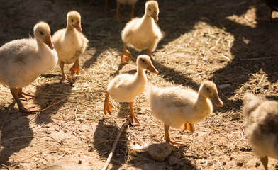 Duck for a walk on the farm
