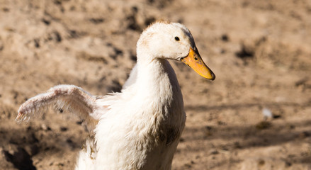 Duck for a walk on the farm