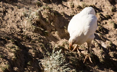 Chicken for a walk on the farm