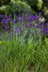 Obraz premium Green grass and lavender bush.