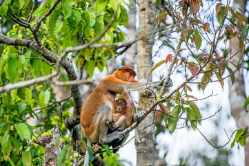 A female proboscis monkey (Nasalis larvatus) with a cub in a natural habitat. Long-nosed monkey, known as the bekantan in Indonesia. Endemic to the southeast Asian island of Borneo. Indonesia