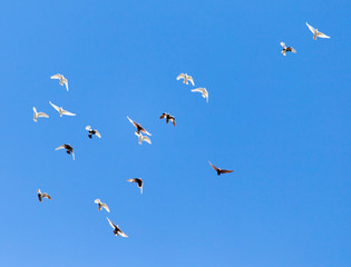 A flock of pigeons on a blue sky