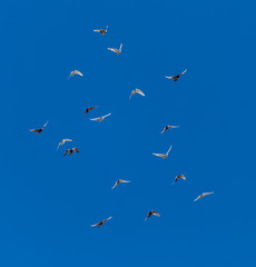 A flock of pigeons on a blue sky