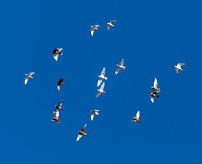 A flock of pigeons on a blue sky