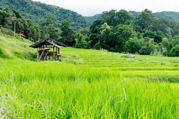 Obraz premium Little Hut with Rice Field Farm on The Background.