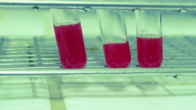 Close up blood in testube blood group testing concept.