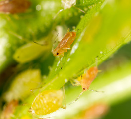 Aphids on a green leaf in nature