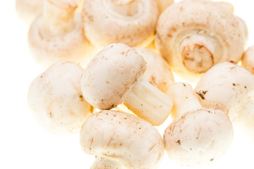 Mushrooms champignons on a white background