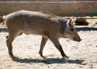 Wild boar in the zoo