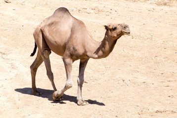Camel on pasture in deserted nature