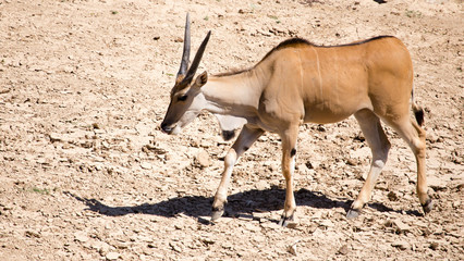 Antelope in the park