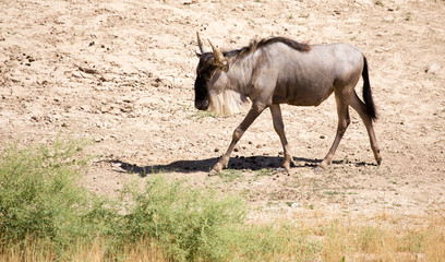 Wildebeest in the park