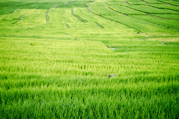 Rice Field Farm on The Background.