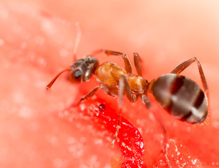 An ant on a red watermelon