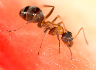 An ant on a red watermelon