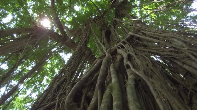 LOW ANGLE, CLOSE UP, LENS FLARE: Woody liana plants hanging from huge old tree in sunny Monkey Forest jungle in Ubud, Bali. Beautiful tangled vines on ancient banyan tree in tropical rainforest