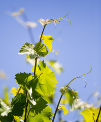 Mustache against grapes against the blue sky