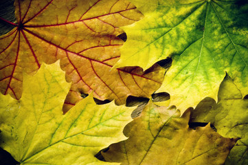 autumn leaves with copy space like a fall background 