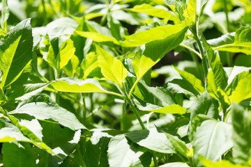 Green leaves of Jerusalem artichoke in nature