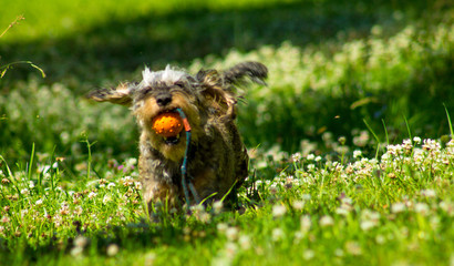 Grey dachshund running happily with a ball
