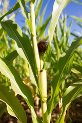Young green corn leaves in the nature