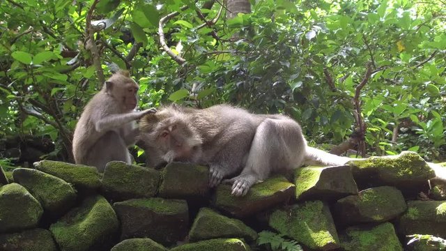 CLOSE UP: Portrait of two Balinese macaques lying on stone wall in lush green jungle. Young macaca grooming adult ape in Sacred Monkey Forest Ubud, Bali. Wild long-tailed monkeys cleaning their fur.