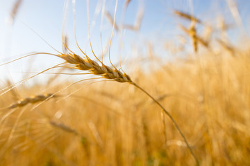 Yellow ears of wheat against the blue sky