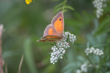 Orange butterfly on white flower
