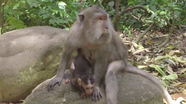 CLOSE UP Mother macaque with her infant in The Sacred Monkey Forest Sanctuary in Ubud, Indonesia. Adorable wild baby macaca with a female ape in lush green jungle. Balinese monkey family in wilderness