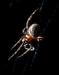 The spider sits on a web on the hunt