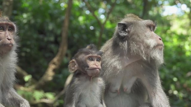 CLOSE UP: Cute long-tailed Balinese monkey family eating banana. Infant macaque chewing food in sunny Monkey Forest Ubud, Bali, Indonesia. Female macaca feeding baby ape in lush overgrown nature