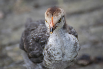 baby chicken
