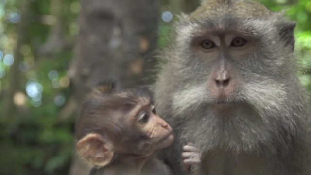 CLOSE UP: Portrait of cute little baby monkey and his mother in sunny Monkey Forest Ubud, Bali, Indonesia. Beautiful macaque family in the wild. Infant and female macaca resting in lush green jungle