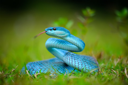 BLUE VIPER TOUNGE