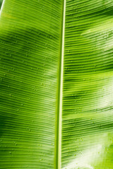 Water drops on a Banana Leaves