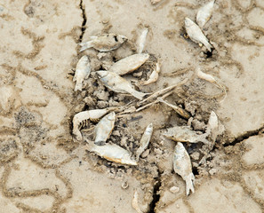Dead fish on the sand in the desert