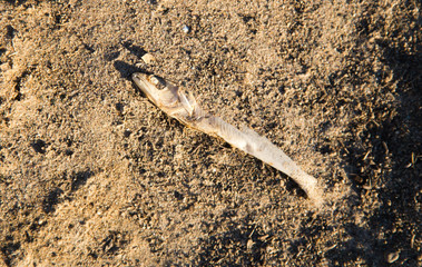 Dead fish on the sand in the desert
