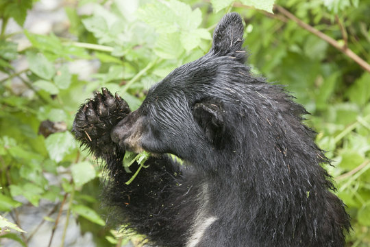 A young Black Bear cleanses it's palate after finishing a meal of pink salmon at the Fish Creek Wildlife Observation Site, Hyder Alaska