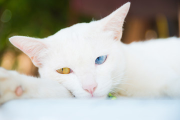 White cat and two color eyes