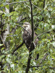 A juvenile Bald Eagle stations itself along the Salmon River in anticipations of fresh pink salmon scrapes left by the wild bears at the Fish Creek Wildlife Observation Site, Hyder Alaska