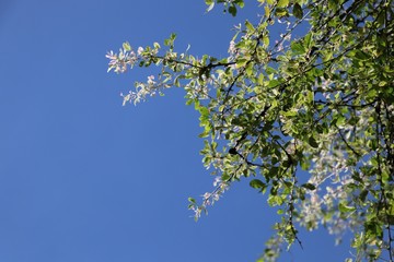 White and green young leaves and blue sky background with the daylight 
