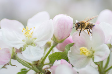 Honigbiene beim Bestäuben der Obstblüten