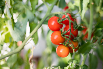 Cocktailtomaten an Tomatenpflanze