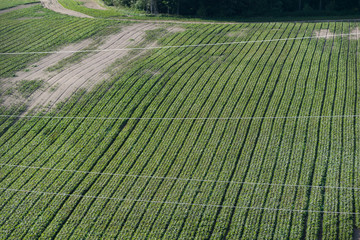 Power lines in the middle of agricultural fields
