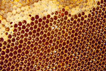 honey comb background or texture