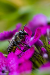 Bee on flower