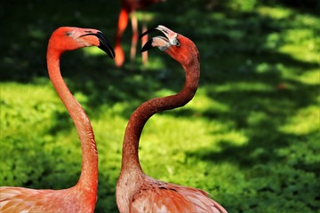 Flamingos, ein Herz bildend. Liebe.
