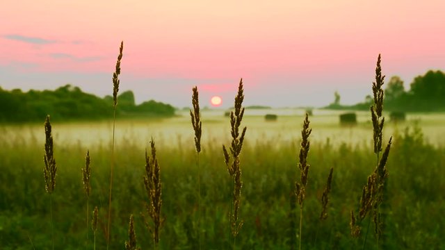 Spikelets silhouette on pink sunset background. Calm scenery rural landscape sunrise or sunset. Green grass beautiful nature scene. Meadow lawn green grass fog sunset.