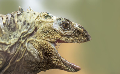 iguana