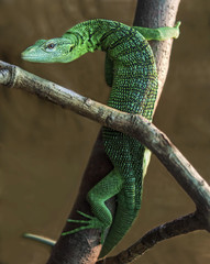 Green lizard! 